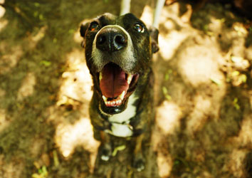 Hundebetreuung Friedrichshain 1